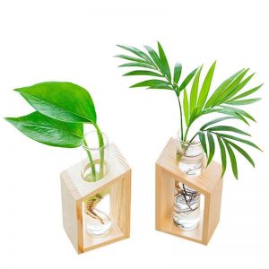 Test Tube Terrarium in Wooden Stand