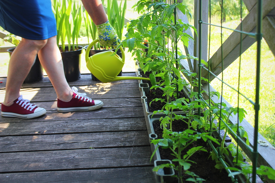 A Vegetable Garden Or Chewable Plants