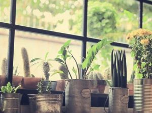 rare plant display