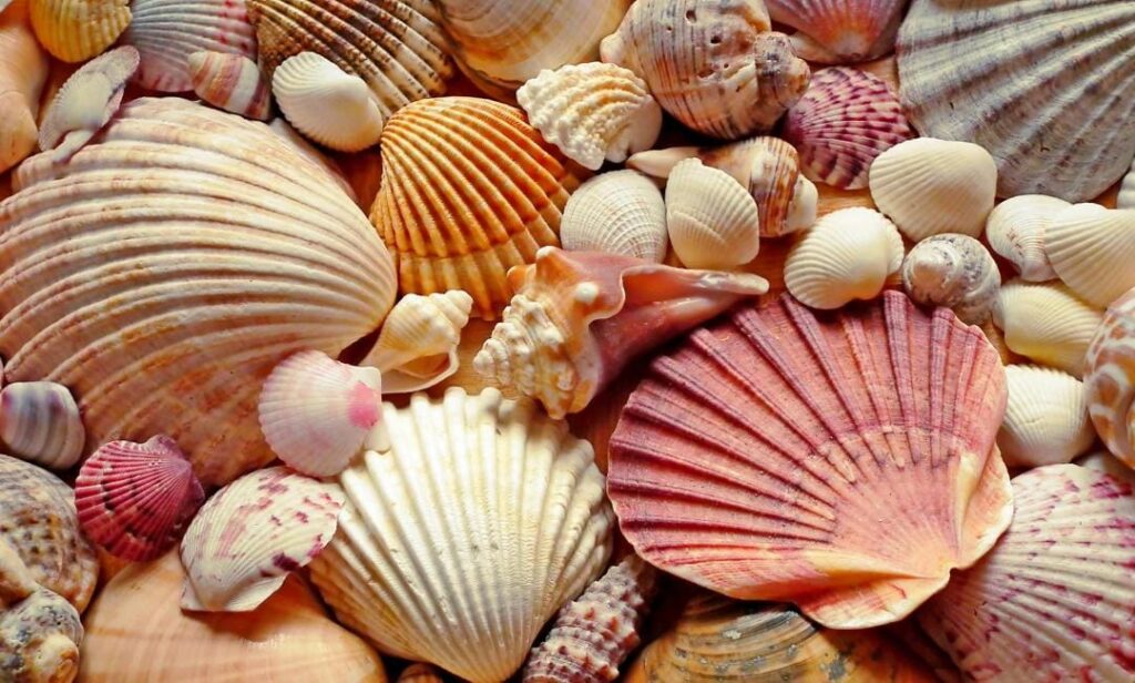 sea shells